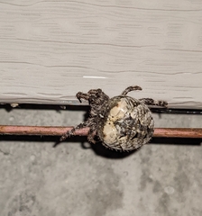 Araneus saevus