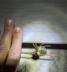 Araneus saevus
