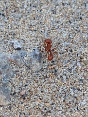 Pogonomyrmex
