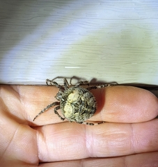 Araneus saevus