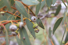 Eucalyptus drummondii