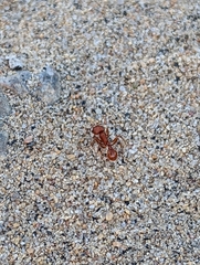 Pogonomyrmex