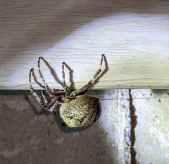 Araneus saevus