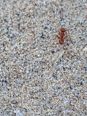 Pogonomyrmex