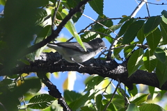 Vireo plumbeus