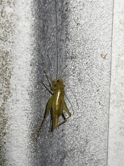 Cyrtoxipha columbiana