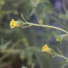 Dittrichia graveolens