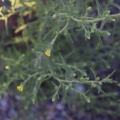Dittrichia graveolens