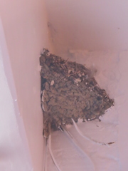 Hirundo rustica