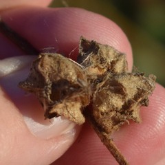 Malva multiflora