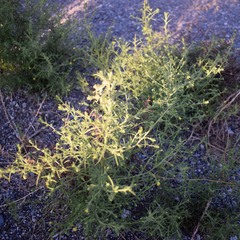 Dittrichia graveolens