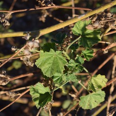 Malva multiflora