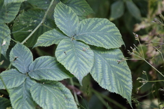 Rubus idaeus