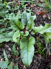 Beta vulgaris