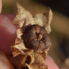 Malva multiflora