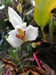 Maxillaria