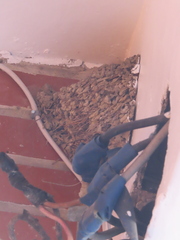 Hirundo rustica