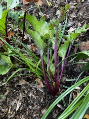 Beta vulgaris