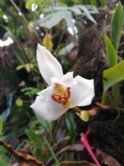 Maxillaria