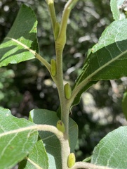 Salix caprea