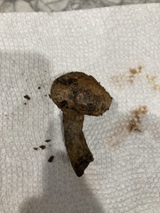 Pisolithus arenarius