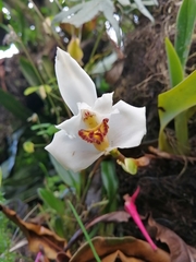 Maxillaria