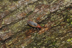 Dysdercus obscuratus