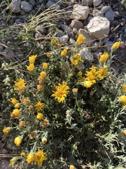 Xanthisma spinulosum