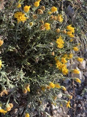 Xanthisma spinulosum