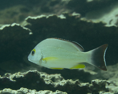 Lutjanus fulvus