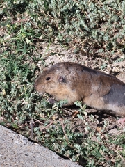 Geomys bursarius