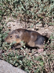 Geomys bursarius
