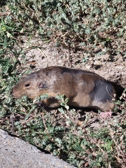 Geomys bursarius