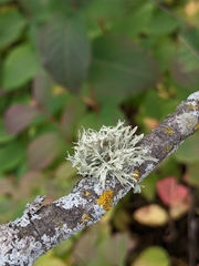 Ramalina americana