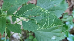 Liriomyza eupatoriella