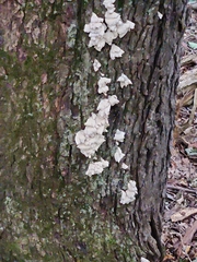 Ductifera pululahuana