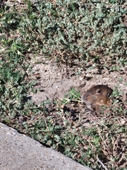Geomys bursarius