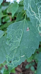 Liriomyza eupatoriella