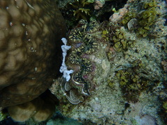 Tridacna