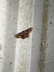 Lophosis labeculata