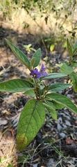 Solanum nemophilum
