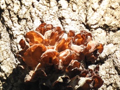 Phaeotremella
