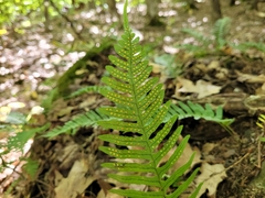 Polypodium appalachianum