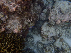 Pygoplites diacanthus