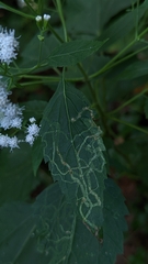 Liriomyza eupatoriella