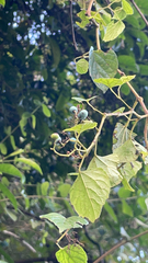 Ampelopsis