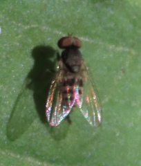 Platypezidae