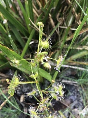 Drosera auriculata