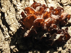 Phaeotremella