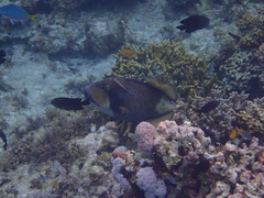 Balistoides viridescens